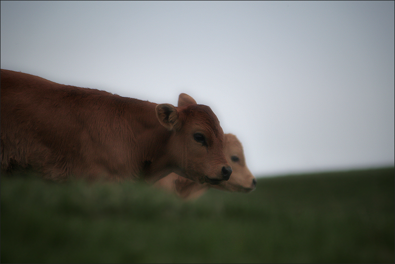 A little moo and another… / Dos petits muuus… (perfil)