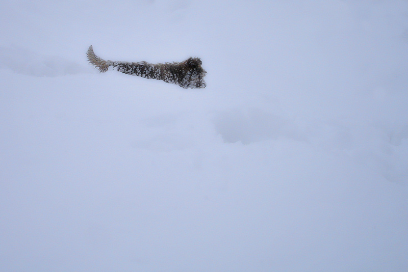 neu i gosset / snow and little dog