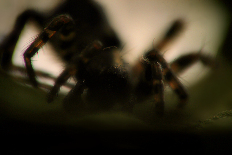 Arachnid - II