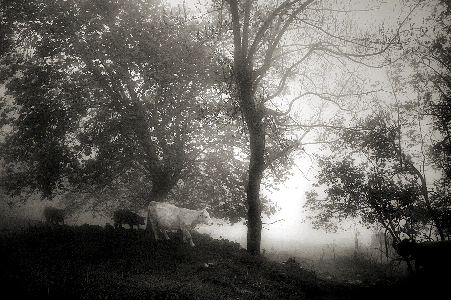 Cows and fog