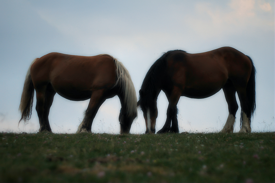 two horses with no name