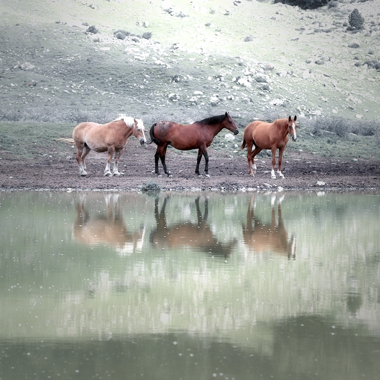 mares in pond / eugues a l'estany