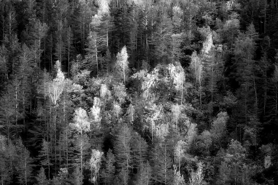 forest rocks / les roques del bosc