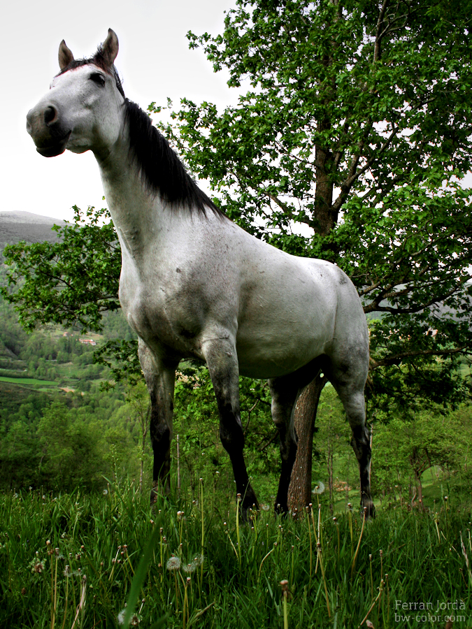 the horse / el cavall