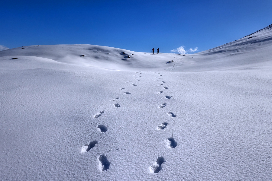 snow walkers / caminants de la neu